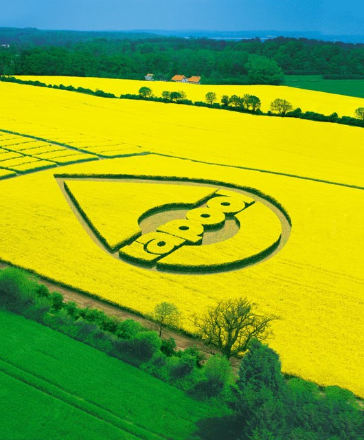 We increase the yield of rapeseed on heavy clay soils